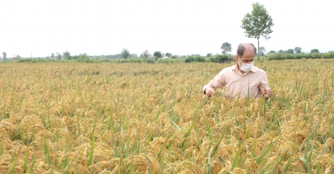  بازدیدهای نهایی مزارع تولید بذر مادری شرکت خدمات حمایتی کشاورزی استان گیلان