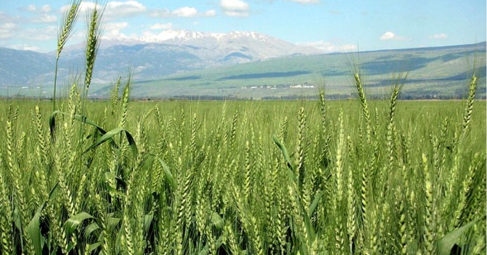 توزیع کود در سطح 77215 هکتار مزارع گندم در شهرستان مرودشت در سال 99