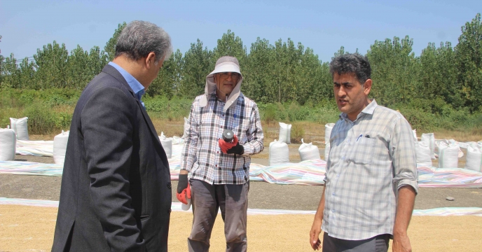 بازدید مهندس همتی مدیر شرکت خدمات حمایتی کشاورزی استان گیلان از هواخشک نمودن بذر برنج به مناسبت هفته دولت