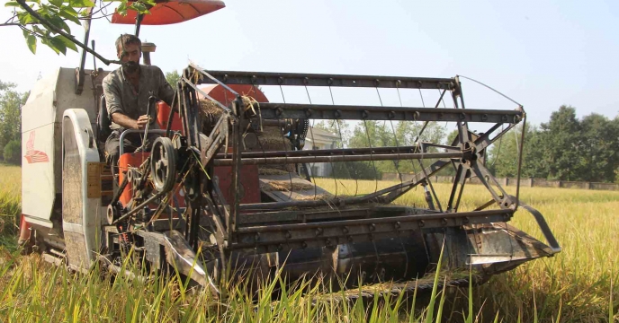 برداشت بذر برنج در زمین زراعی شرکت خدمات حمایتی کشاورزی استان گیلان