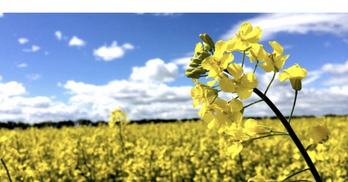 توزیع کود در سطح 18106 هکتار مزارع (گندم، جو و کلزا) در شهرستان فسا در سال 99