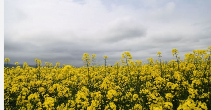 توزیع کود در سطح 17377 هکتار مزارع جو و کلزا در شهرستان فیروزآباد در سال 99