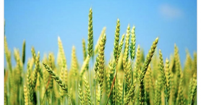 توزیع کود در سطح 13703 هکتار مزارع گندم در شهرستان فیروزآباد در سال 99