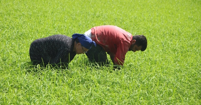 روزهای پایانی کوددهی سرک در شالیزارهای برنج استان گیلان