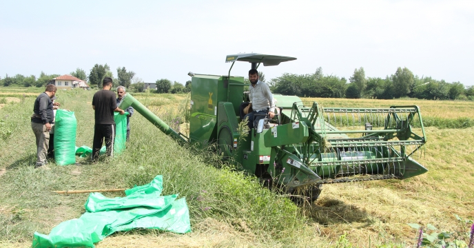 برداشت برنج درشالیزارهای استان گیلان در حال انجام می باشد