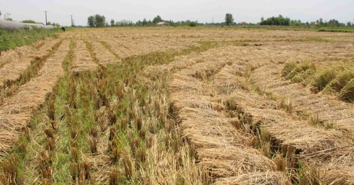 "آغاز خرید بذر خام برنج (شلتوک) از پیمانکاران طرف تفاهم نامه همکاری تولید بذر برنج در گیلان"
