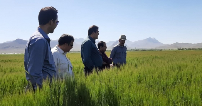 بازدید از مزارع بذری گندم وجو در استان چهارمحال وبختیاری
