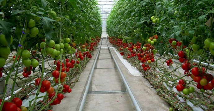 احداث ۱۰۰ هکتار گلخانه جدید در استان قم 