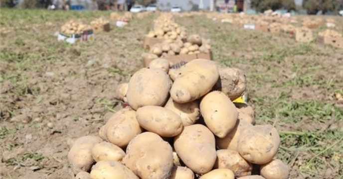 اساسی ترین نیاز های تغذیه ای گیاه برای سیب زمینی کاران استان گلستان  از  طریق کارگزار ها این شرکت تامین خواهد شد