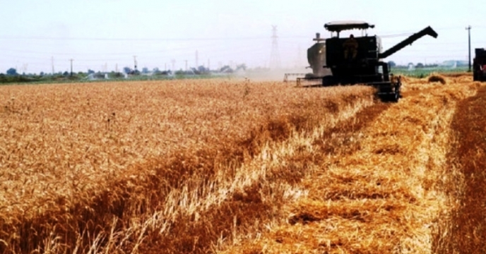 برداشت محصول گندم در سال زراعی جاری نسبت به سال گذشته ۱۱.۳ درصد کاهش یافته است