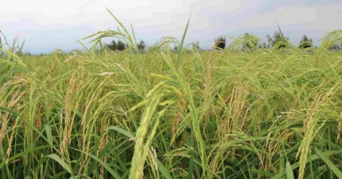 استان مازندران دارای رتبه نخست برنج در سطح کشور