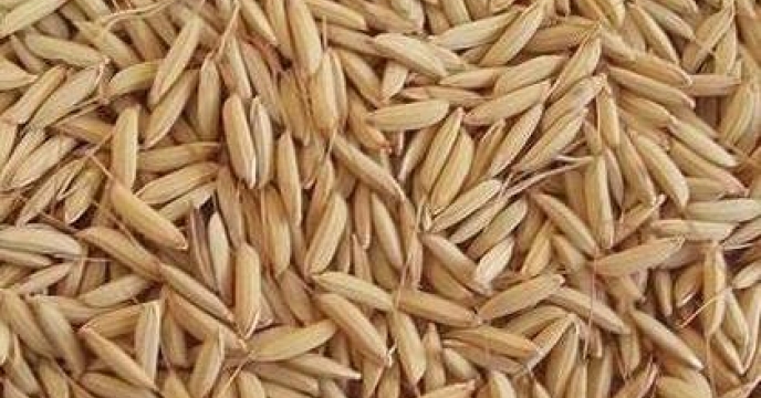 توزیع کامل بذر برنج در استان‌های گیلان و مازندران