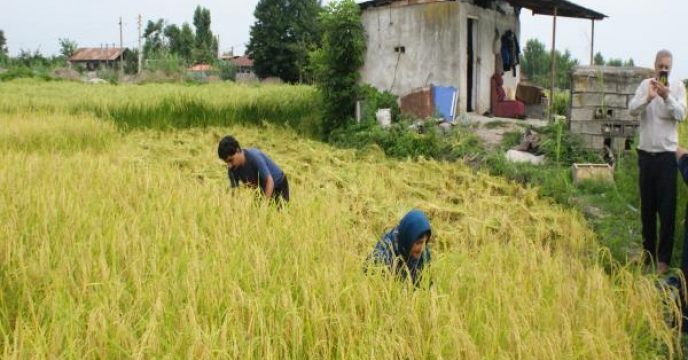 آغاز برداشت سنتی برنج در استان مازندران