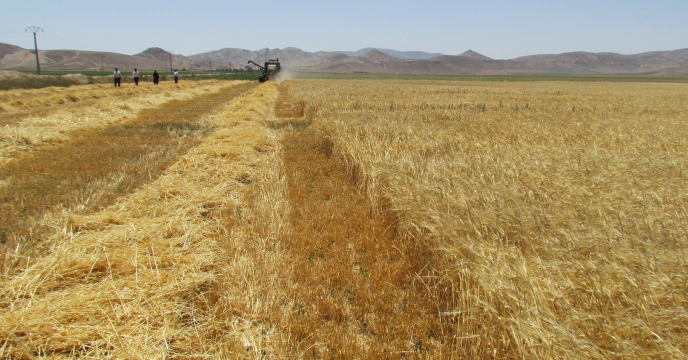تولید 18000 هزار تن گندم از اراضی شهرستان دامغان
