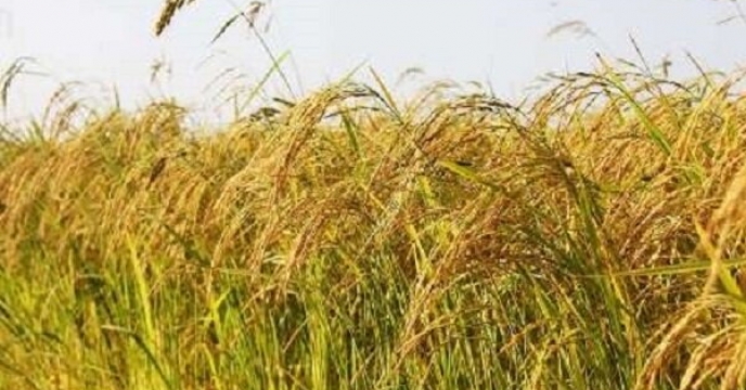 ۳۰ درصد برنج استان ایلام در شهرستان چرداول تولید می شود