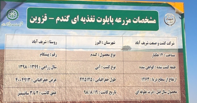 بازدید از وضعیت مزرعه طرح پایلوت تغذیه گیاهی گندم استان قزوین