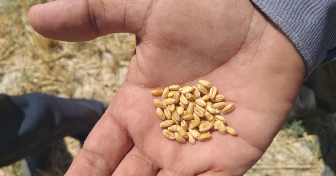 بازدید ، کنترل و گواهی مزارع تولید بذر شهرستان زابل