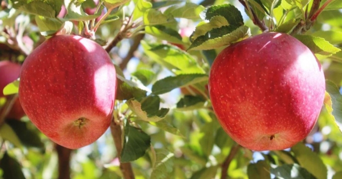 توزیع کود های کشاورزی برای380 هکتار باغ سیب در گلستان