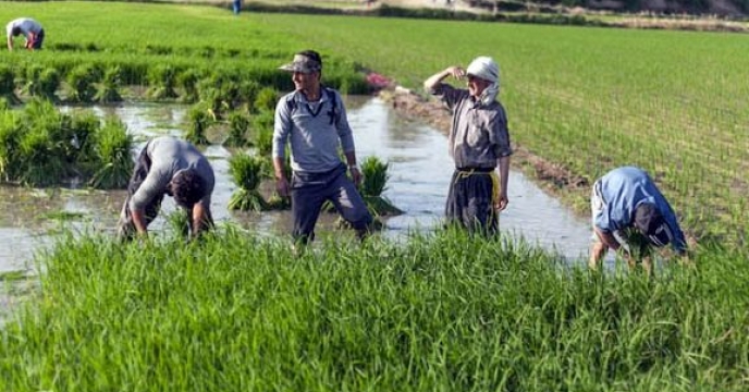 ارزش اقتصادی بیش از یک هزارمیلیارد تومانی کشت برنج در  استان مازندران