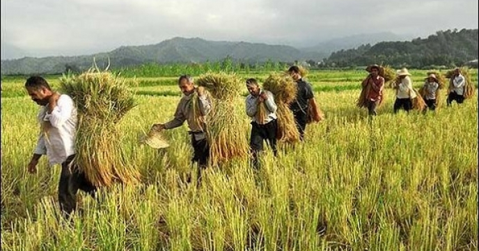 افزایش استقبال کشاورزان مازندران از کودهای توزیعی خدمات حمایتی کشاورزی