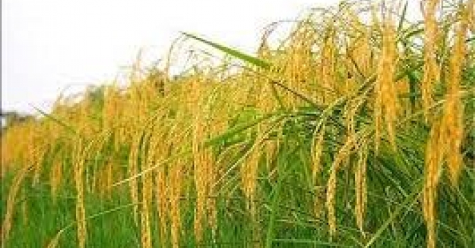 ارزش اقتصادی بیش از 650 میلیارد ریال کشت مجدد برنج در بابل  استان مازندران