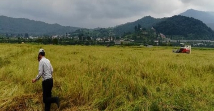 اولین برداشت برنج خشکه کاری در گلوگاه مازندران
