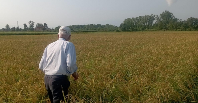بازدید کارشناس ناظر شرکت از اراضی پیمانکار تکثیر بذور برنج
