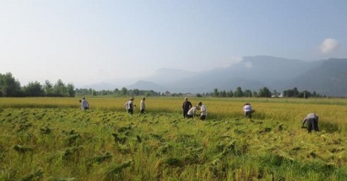 آغاز برداشت از مزارع بذری برنج در استان مازندران