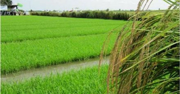 افزایش 40درصدی کشت مجدد برنج در استان مازندران