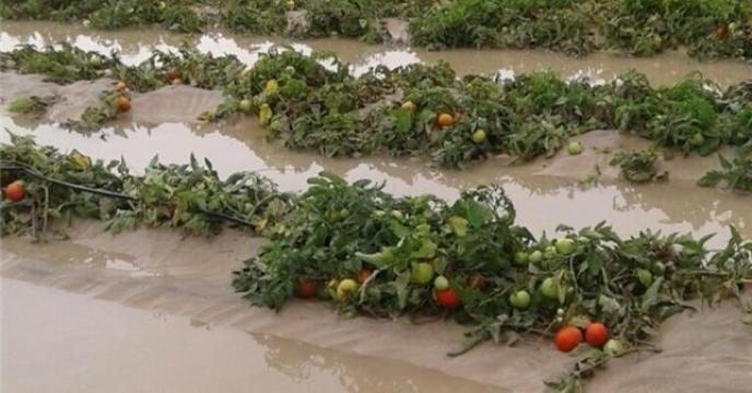 افزایش نزولات جوی در سال زراعی جاری در استان البرز 