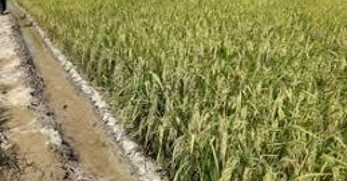 155 هزار هکتار ارقام محلی برنج در  استان مازندران
