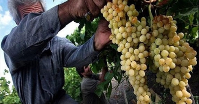 تولید بیش از ۲ هزار تن انگور در خوسف
