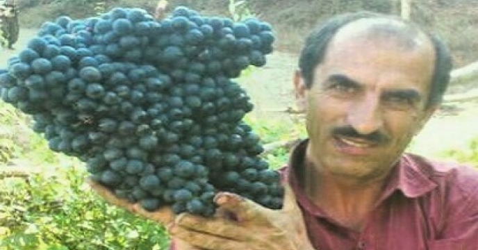 برداشت خوشه انگور 6 کیلو و 250 گرمی در استان آذربایجان غربی