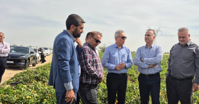 پشتیبانی شرکت خدمات حمایتی کشاورزی از تولید سبزی و صیفی در هرمزگان