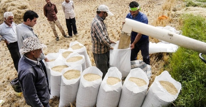 افزایش تولید برنج با تامین به موقع کود در مازندران