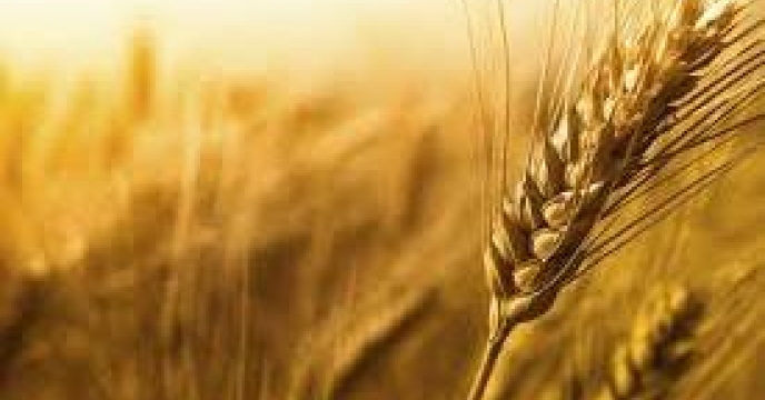 ارزش 7میلیارد ریالی تولید گندم در نور  استان مازندران