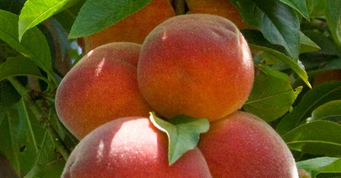 تأمین و تدارک کود مورد نیاز باغات میوه در شهرستان کرج