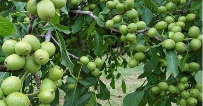 پیش بینی تولید 880 تن محصول باغی گردو در آمل استان مازندران