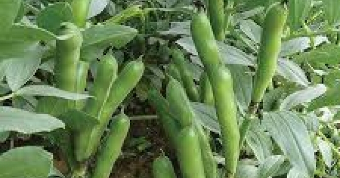تامین کود برای  تولید 11 هزار تن باقلا سبز در بابل