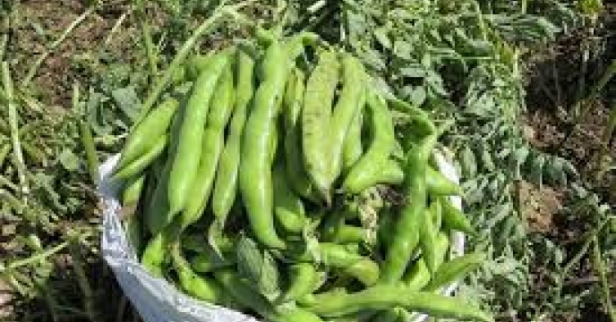 تامین کود برای تولید 470 تن باقلا سبز در قائم شهر