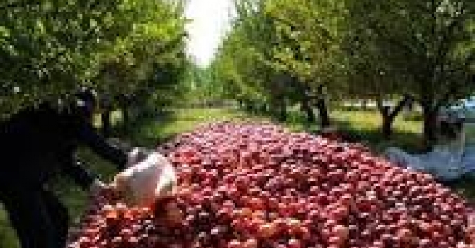 استان البرز رتبه دوم تولید هلو و شلیل در سطح کشور