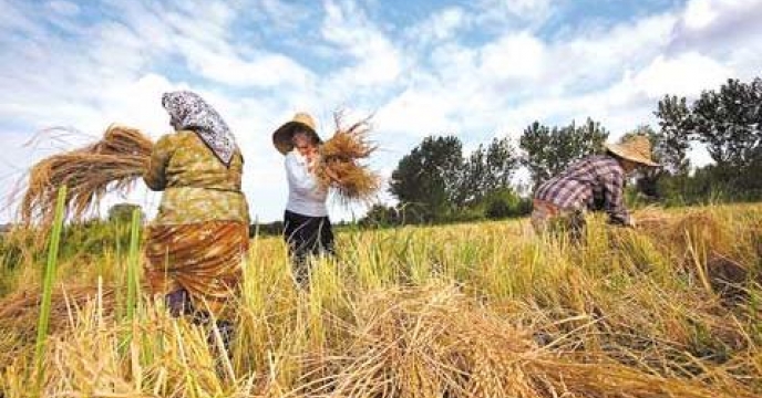 برداشت برنج در 45 درصد از شالیزارهای شهرستان نور