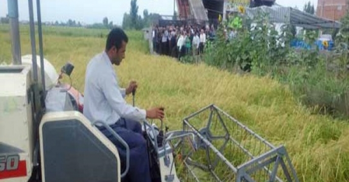 برداشت برنج از 75 هزار هکتار از شالیزارهای استان  مازندران