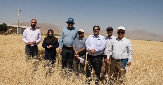 بازدید مدیران ستادی و استانی از مزارع طرف قرارداد کشاورزان بذور جو در استان چهارمحال وبختیاری
