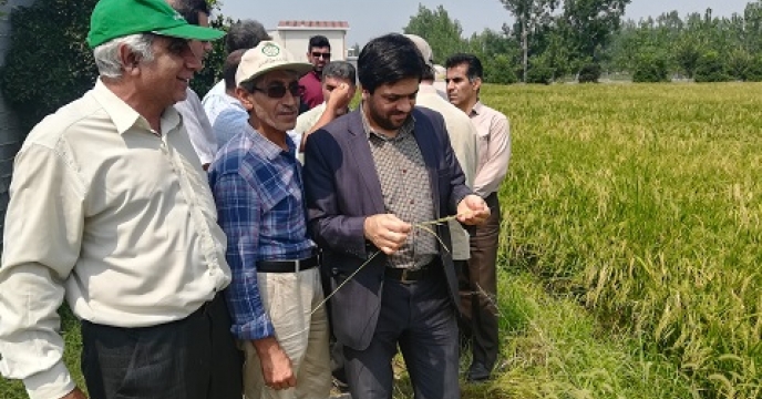 نظارت بر مزارع تولید بذر گواهی شده برنج در استان مازندران