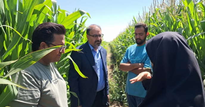 بازدید میدانی مدیر خدمات حمایتی کشاورزی کرمان از مزارع بردسیر برای تأمین کود