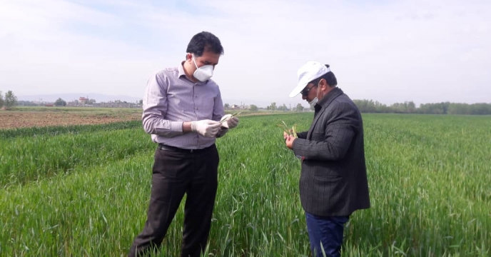 کنترل آفات مزارع گندم بذری در استان البرز 