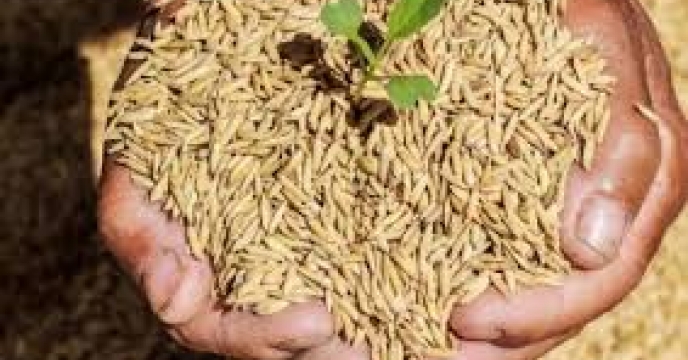 توزیع 3500 کیلوگرم بذر برنج فجر از طریق کارگزاری حسنی در آمل