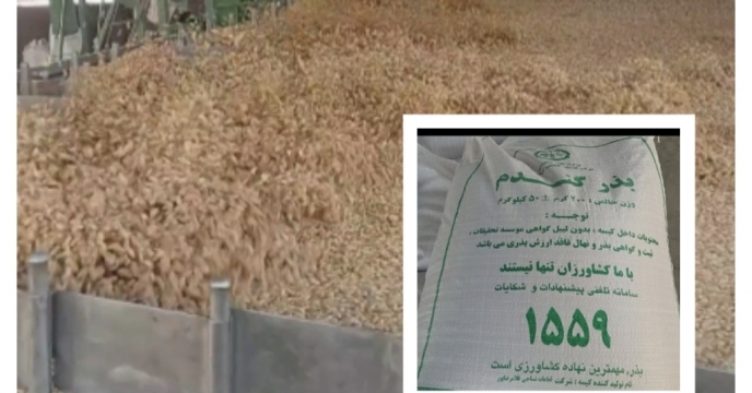 تولید 700 تن بذور گندم در استان چهارمحال وبختیاری