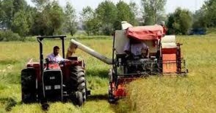 برداشت برنج در بیش از 205هزار هکتار از شالیزارهای استان  مازندران